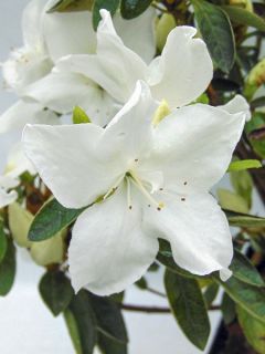Azalée du Japon Eucharis