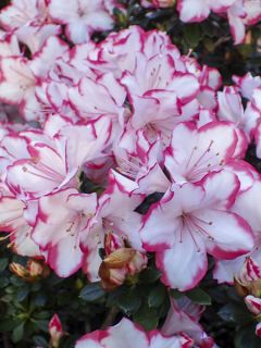 Azalée du Japon Sachsenstern - Rhododendron hybride Azalée du Japon Sachsenstern - Rhododendron hybride