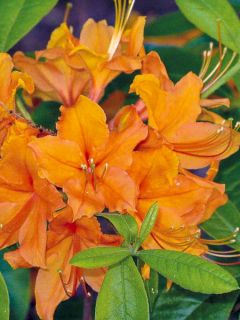 Azalée japonaise Orange Beauty - Rhododendron hybride Azalée japonaise Orange Beauty - Rhododendron hybride