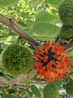 Broussonetia papyrifera - Mûrier de Chine ou à papier