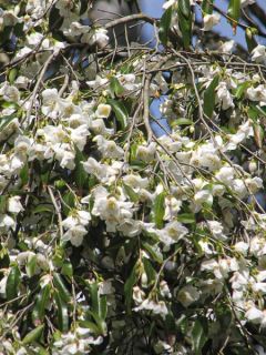 Camellia tsaii - Camélia d'hiver