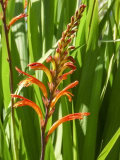 Drapeau d'Afrique Drapeau d'Afrique