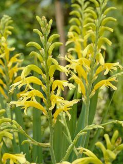 Drapeau d'Afrique 'Duckitti' Drapeau d'Afrique 'Duckitti'