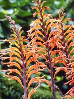 Drapeau d'Afrique 'Saturnus' Drapeau d'Afrique 'Saturnus'