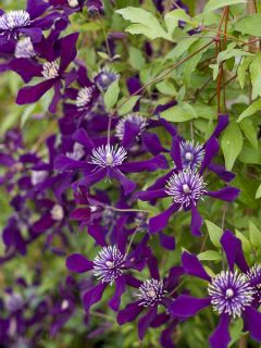 Clématite italienne 'Panther' Clématite italienne 'Panther'