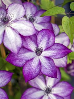 Clématite - Clematis Lavallée n°1