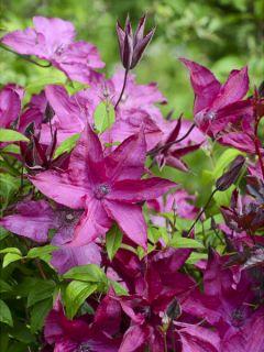 Clématite - Clematis Saphyra®  Nancy