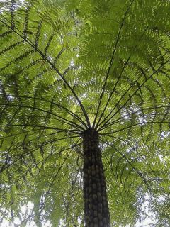 Cyathea australis - Fougère arborescente