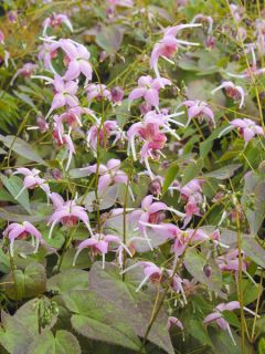 Epimedium hybride Pretty in Pink - Fleur des Elfes