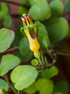 Fuchsia procumbens