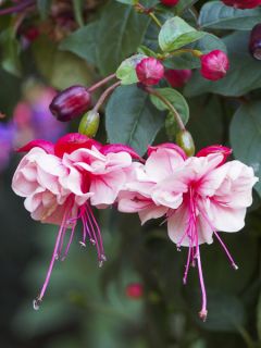 Fuchsia R.A.F