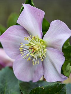 Hellebore orientale ViV Diana