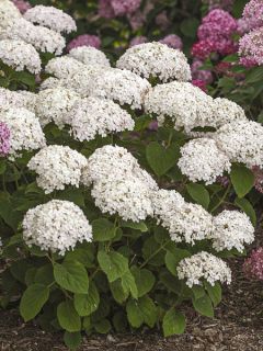 Hortensia arborescens BellaRagazza Blanchetta Hortensia arborescens BellaRagazza Blanchetta
