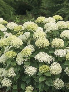 Hortensia arborescens BellaRagazza Limetta Hortensia arborescens BellaRagazza Limetta