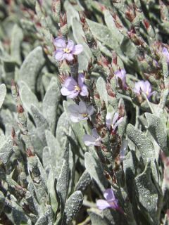 Limoniastrum monopetalum - Grand statice, Lavande de mer