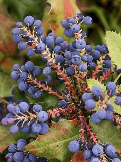 Mahonia (x) wagneri Pinnacle