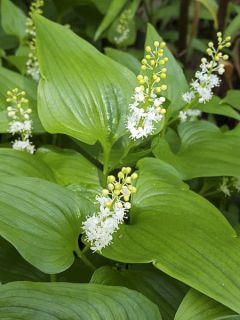 Maianthemum kamtschaticum