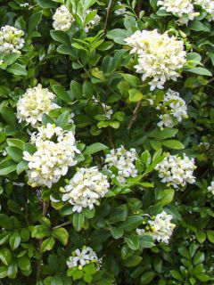 Murraya paniculata - Buis de Chine, Bois jasmin