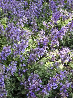 Nepeta faassenii Cat’s Meow - Chataire 