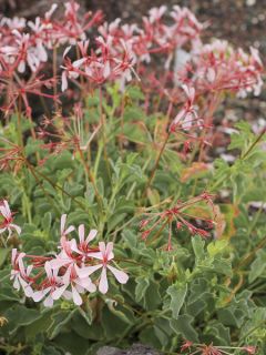 Pelargonium acetosum - Géranium botanique 