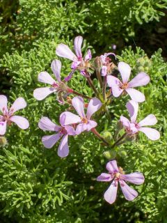 Pelargonium fruticosum - Géranium botanique odorant