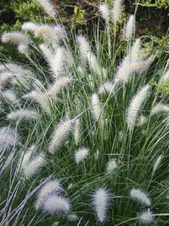 Pennisetum alopecuroides Piglet - Herbe aux écouvillons