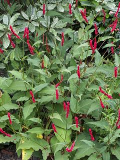 Persicaire, Renouée 'Bloody Mary' Persicaire, Renouée 'Bloody Mary'