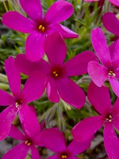 Phlox douglasii Ochsenblut - Phlox mousse Phlox douglasii Ochsenblut - Phlox mousse