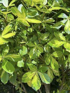 Pseudopanax lessonii Goldsplash - Houpara panaché