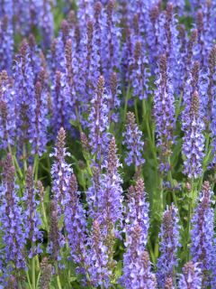 Sauge - Salvia nemorosa Blauhügel Sauge - Salvia nemorosa Blauhügel