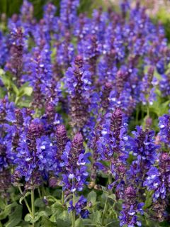 Sauge des bois 'Blue Marvel' Sauge des bois 'Blue Marvel'