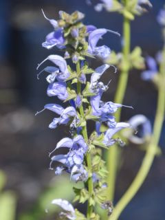 Salvia pratensis Sky Dance - Sauge des près Salvia pratensis Sky Dance - Sauge des près
