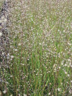 Sporobolus heterolepis Cloud - Graminée Sporobole à glumes inégales