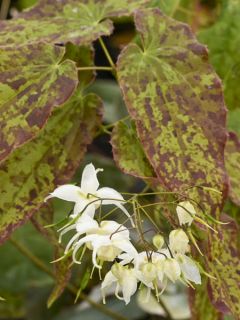Epimedium Elenwe - Fleurs des Elfes