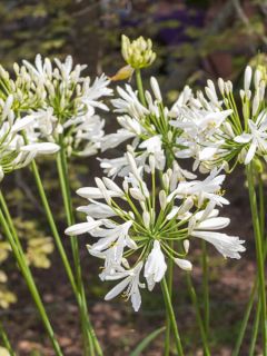 Agapanthe hybride Vallée de la Sarthe