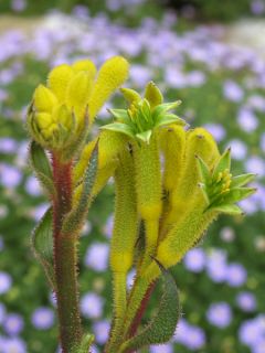 Anigozanthos Bush Bonanza 