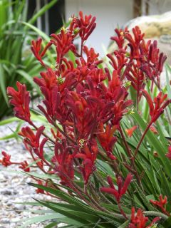 Anigozanthos Bush Inferno