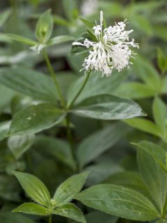 Asperula taurina ssp. caucasica