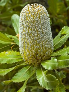 Banksia serrata