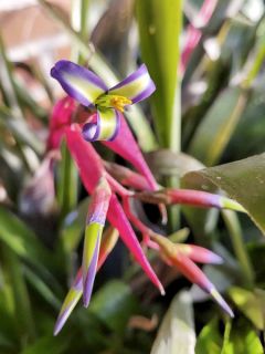 Billbergia nutans - Billbergia à fleurs penchées.