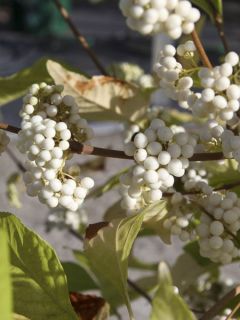 Callicarpa bodinieri Magical Snowqueen 