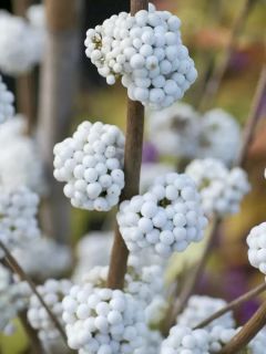 Callicarpa Bodinieri MAGICAL® Snowstar 