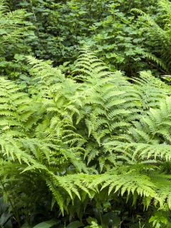 Dryopteris ludoviciana - Fougère
