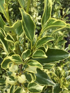 Griselinia littoralis Green Jewel