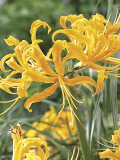 Lycoris aurea - Lis araignée jaune.