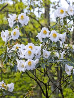 Rhododendron lindleyi - Grand rhododendron