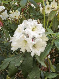 Rhododendron Polar Bear