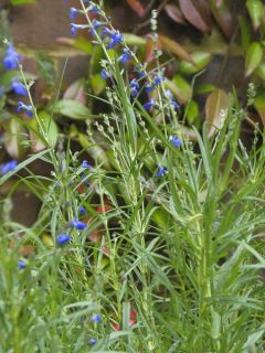 Sauge vivace 'West Texas Form'