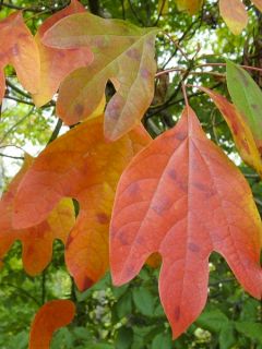 Sassafras albidum - Laurier des Iroquois Sassafras albidum - Laurier des Iroquois
