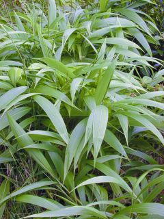 Setaria palmifolia - Herbe-palmier Setaria palmifolia - Herbe-palmier